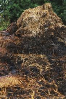 Farm Yard Manure