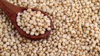 Sorghum seed