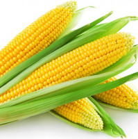 Fresh Maize