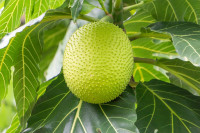 Breadfruit