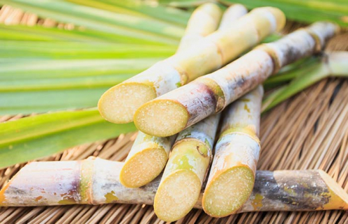 Sugarcane(Co 06030)