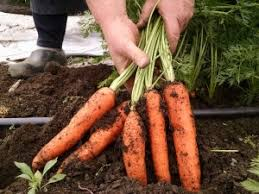 Carrot (organic)