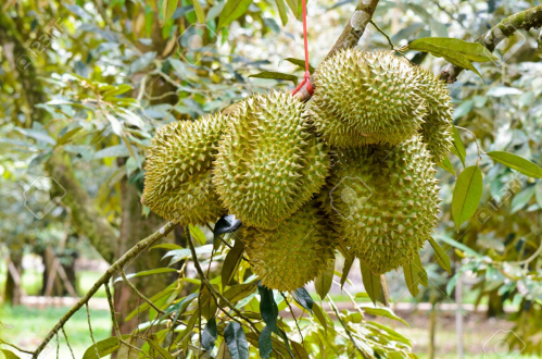 Durian fruits
