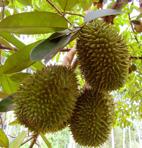 Durian fruits