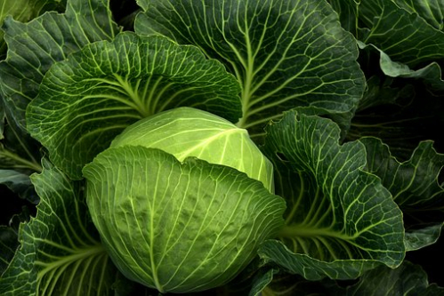 Cabbage Proc
