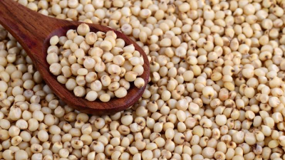 Sorghum seed
