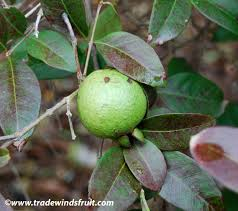 Guava
